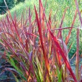 Imperata cylindryczna Red Baron Imperata cylindrica