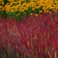 Imperata cylindryczna Red Baron Imperata cylindrica