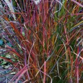 miskant-chinski-select-miscanthus-sinensis-sadzonki
