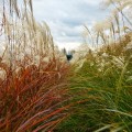 miskant-chinski-select-miscanthus-sinensis-sadzonki