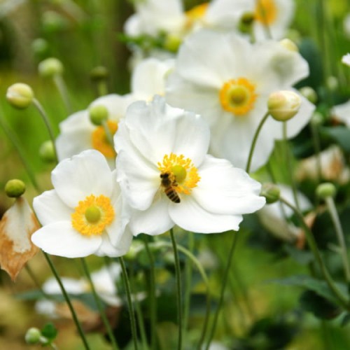 Zawilec Honorine Jobert