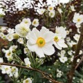 zawilec-japonski-anemone-honorine-jobert-sadzonki