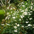 zawilec-japonski-anemone-honorine-jobert-sadzonki