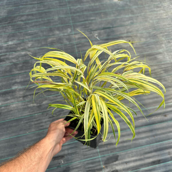Hakonechloa Aureola