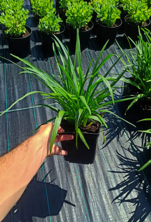 duża sadzonka liatrii kłosowej kobold w doniczce 1,5 litrowej