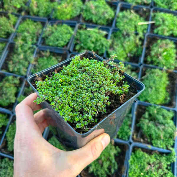 Macierzanka wczesna Minor sadzonka