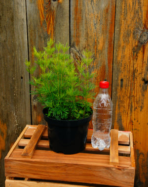 duża sadzonka nachyłka okółkowego w doniczce 2 litrowej