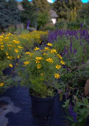 duża sadzonka nachyłka okółkowego w doniczce w rozmiarze 2 litrów