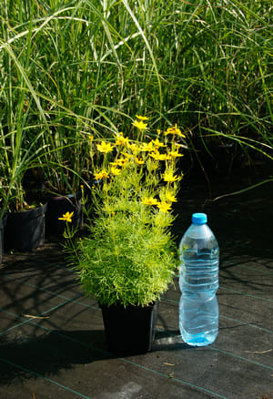 duże sadzonki nachyłka okółkowego w doniczce 1,5 litrowej