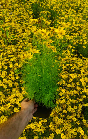 duża sadzonka nachyłka okółkowego w doniczce 1,5 litrowej