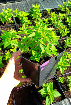 pysznogłówka knight purple sadzonki