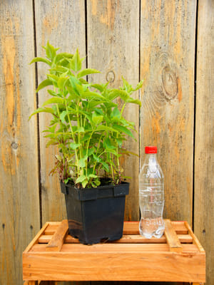 duża sadzonka pysznogłówki knight purple w doniczce 2,5 litrowej