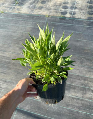 Rudbekia 'Little Goldstar'