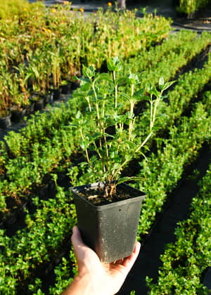 sloneczniczek szorstki asahi doniczka 1 litr - heliopsis helianthoides