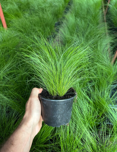 stipa sadzonki